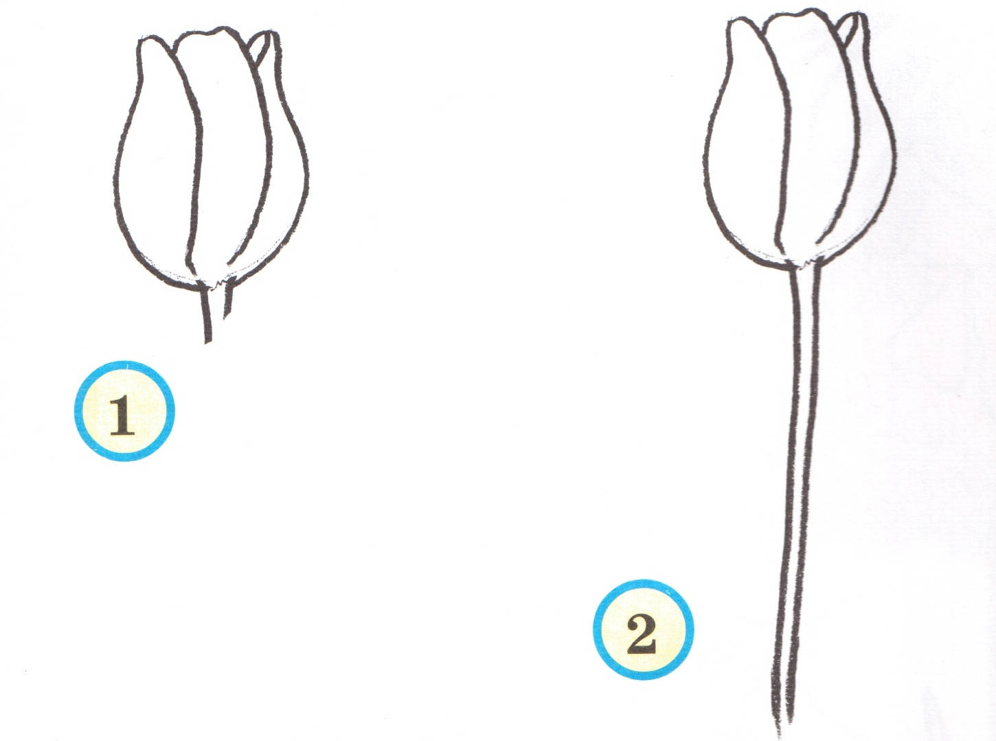 В изображенном на рисунке опыте тюльпан